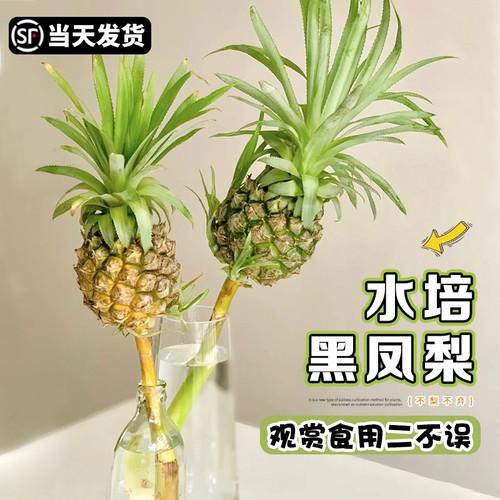 小菠萝水培植物香蕉鲜切花