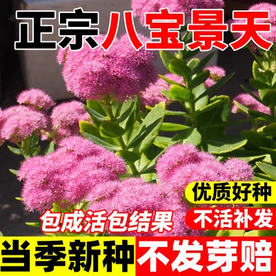 正宗八宝景天种子四季盆栽红花景