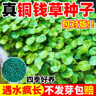 精品水培植物铜钱草种子客厅办公室内外绿植盆栽水养带叶金钱草籽