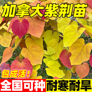 加拿大紫荆盆栽观叶永恒之火阳台庭院花园植物耐寒耐热大型植物苗