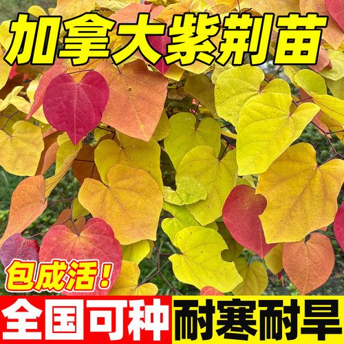 加拿大紫荆盆栽观叶永恒之火阳台