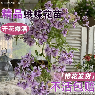 蛾蝶花苗盆栽耐寒喜湿喜阳阳台庭院楼顶盆栽好养新奇花卉观赏植物