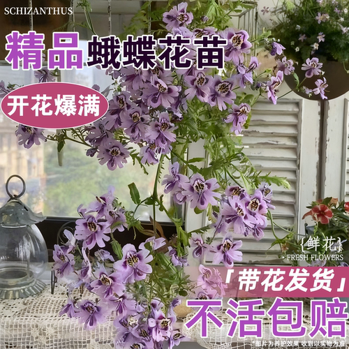 蛾蝶花苗盆栽耐寒喜湿喜阳阳台庭