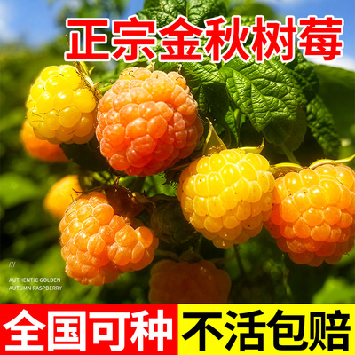 金秋黄树莓苗红树莓覆盆子黑树莓