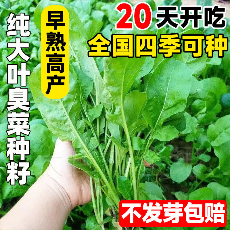 纯大叶臭菜种籽芝麻菜种子东北特色蔬菜四季播种菜园大田易活野菜,鲜花速递/花卉仿真/绿植园艺,家庭园艺种子,淘宝优惠券,粉丝福利购,淘宝优惠卷