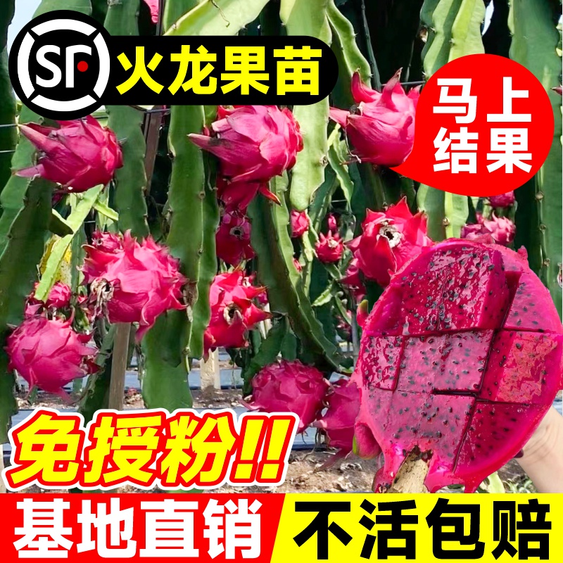 火龙果树果苗盆栽四季结果南北方