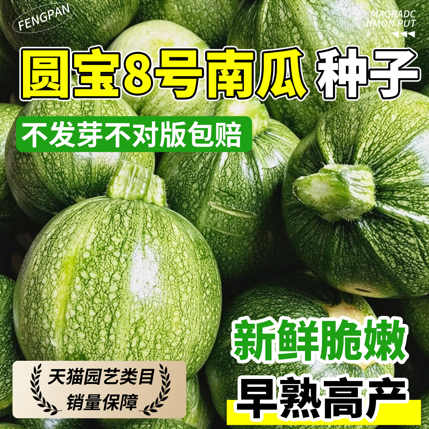 圆宝8号南瓜种子早熟老品种西葫芦圆角瓜嫩南瓜种籽四季蔬菜种孑