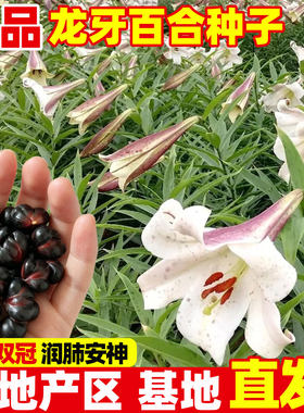 龙牙百合种子四季种植药食同源甜
