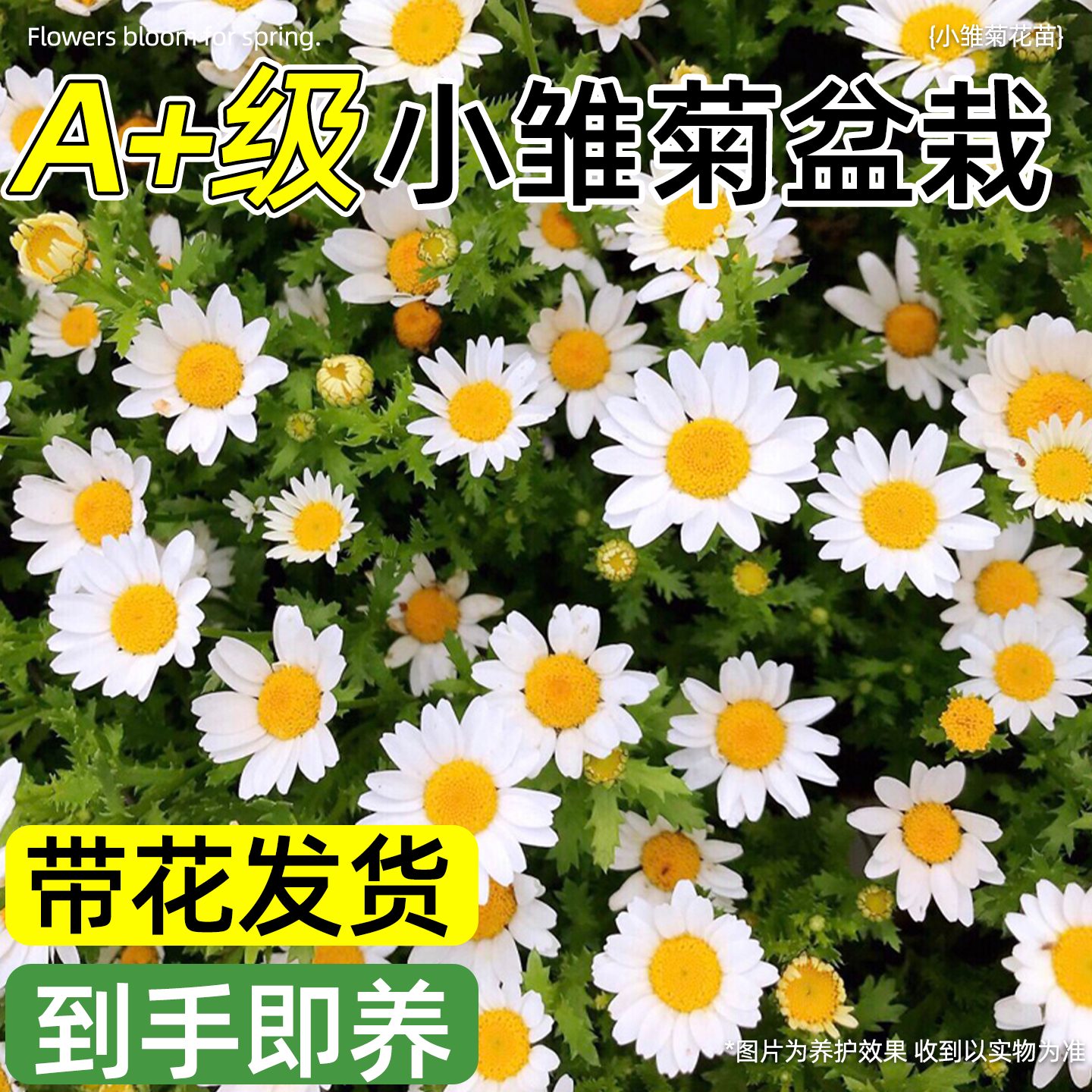 小雏菊盆栽花苗三文鱼宝莲灯肯尼迪阳台花卉多年生宿根植物大花苗