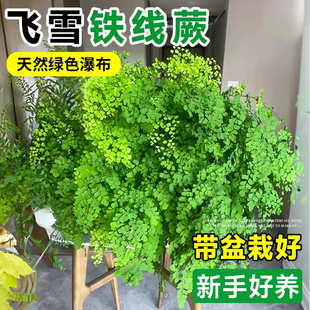 飞雪铁线蕨盆栽蕨类植物室内霸王蕨吊盆庭院造景绿植好养活四季花