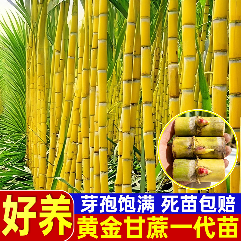 黄金黑皮甘蔗种苗黄皮甜图片