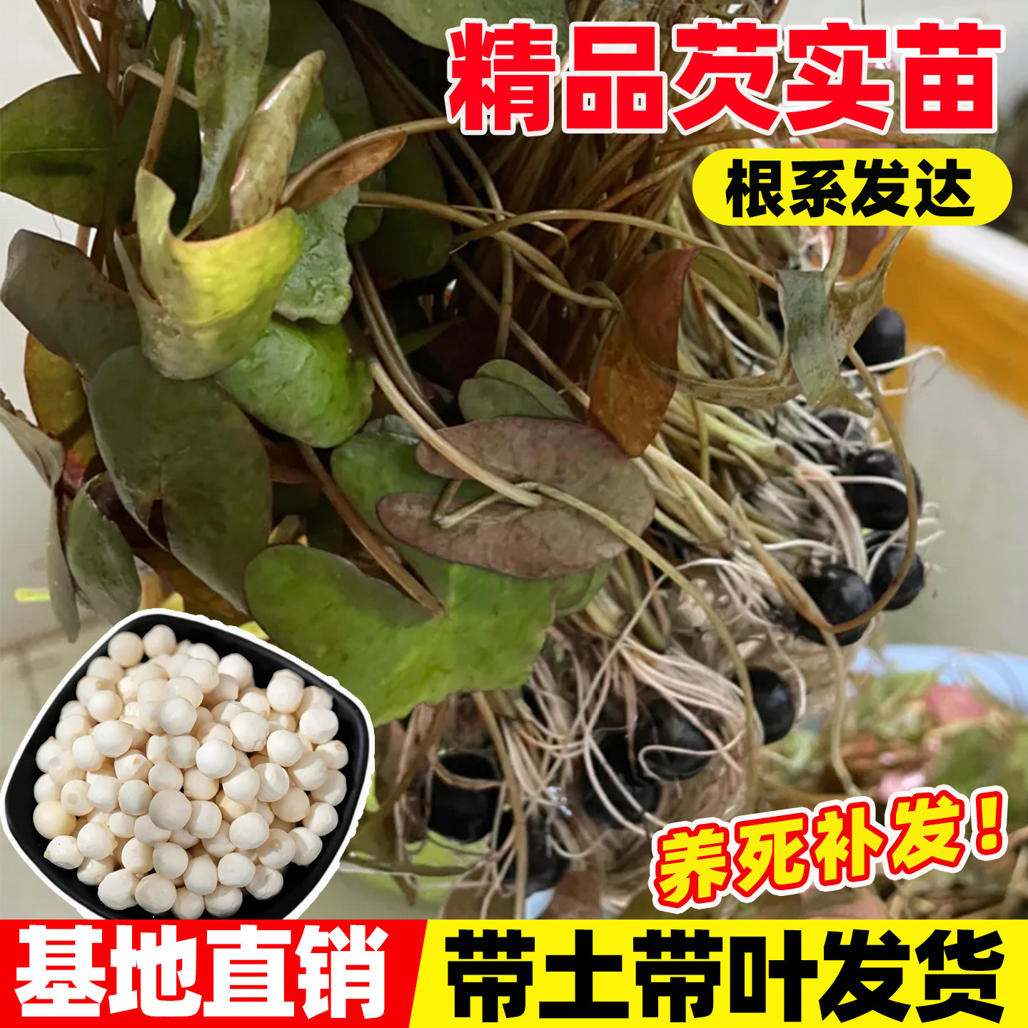 芡实种苗鸡头米种子四季种植高产池塘水生植物鸡头杆水面植物芡实
