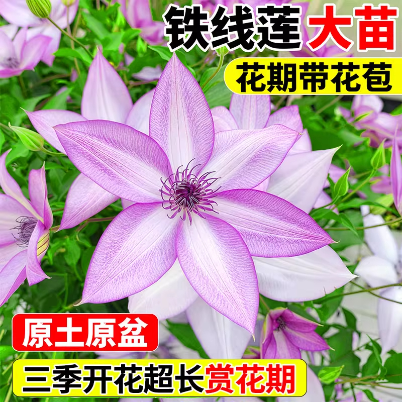 铁线莲大苗带花苞乌托邦爬藤植物