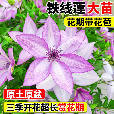 铁线莲大苗带花苞乌托邦爬藤植物