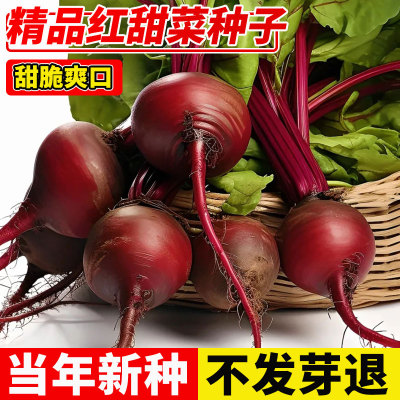 红甜菜根种子田菜根红菜头芽苗菜