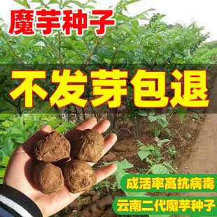 魔芋种子四季播种农家云南新鲜魔芋种球高产大个易成活多年生种籽