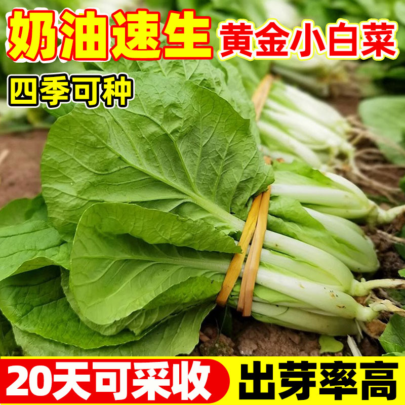 奶油速生黄金小白菜种子耐热