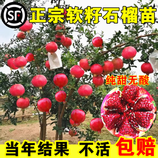 大石榴树树苗突尼斯软籽庭院盆栽果树矮化南方北方耐寒蒙阳红石榴