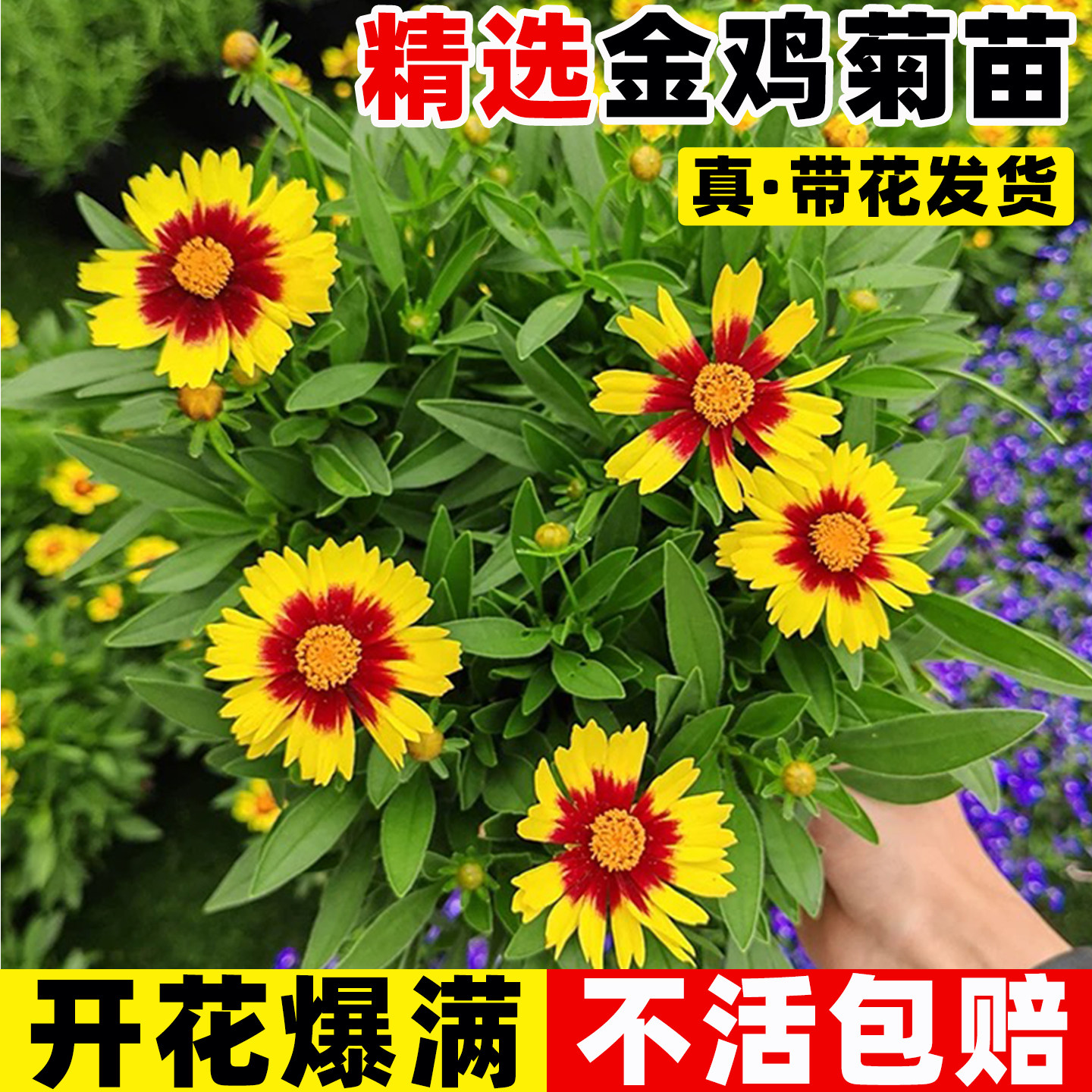 重瓣金鸡菊盆栽耐寒耐热多图片