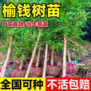 榆钱树苗绿化工程大树苗榔榆树地栽庭院风景树盆景可食用小叶榆树