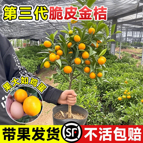 脆皮金桔树盆栽带果苗土球