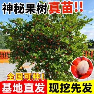 神秘果果树四季阳台庭院带土地栽鲜果水果盆栽云南神秘果变味果苗