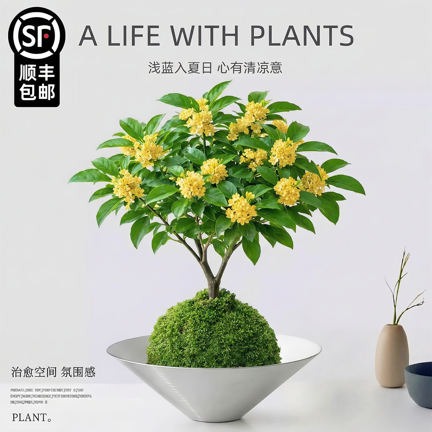 四季浓香型桂花盆栽苔藓球水培植物花卉盆景室内桌面好养绿植摆件