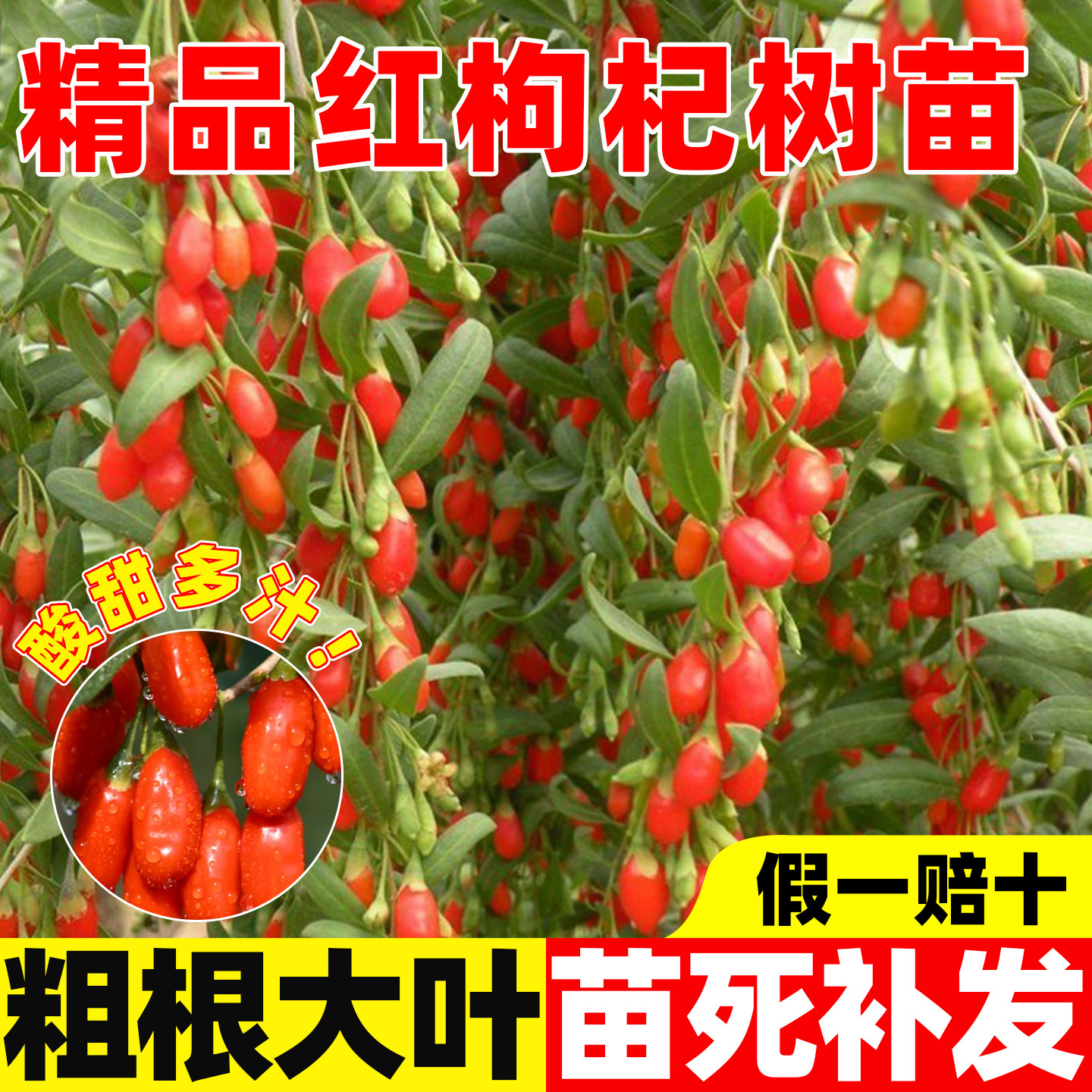 红枸杞树苗盆景庭院老桩苗食用枸图片