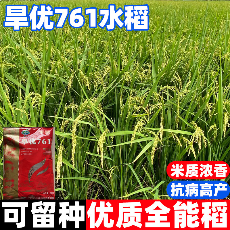 旱优761旱稻种子家用高产优质水稻种籽高产东北大米糯米香谷稻子