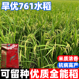 旱优761旱稻种子家用高产优质水稻种籽高产东北大米糯米香谷稻子