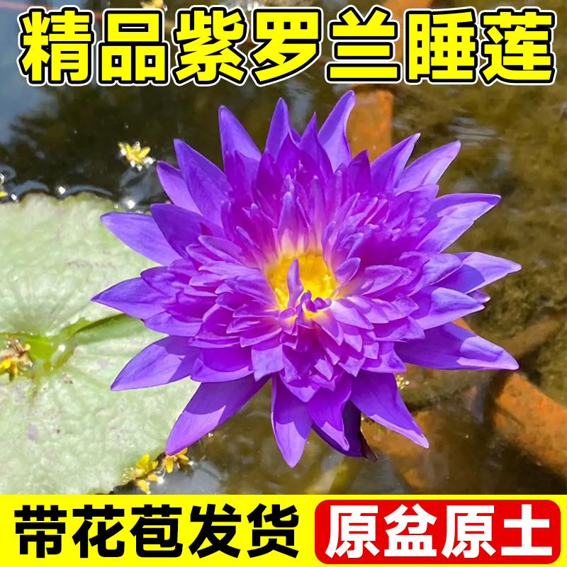 紫罗兰睡莲荷花种藕大花黑美人根块碗莲种子池塘种植观赏水生植物