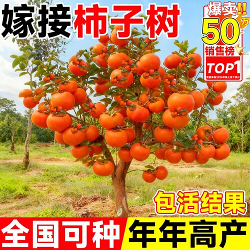柿子苗树苗脆甜无核特大嫁接果苗