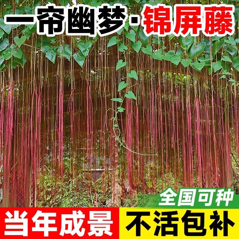 一帘幽梦锦屏藤苗垂吊龙须藤蔓室内外阳台庭院爬藤植物耐阴热绿植