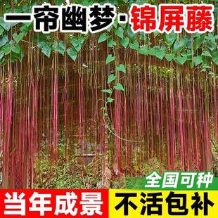 一帘幽梦锦屏藤苗垂吊龙须藤蔓室内外阳台庭院爬藤植物耐阴热绿植