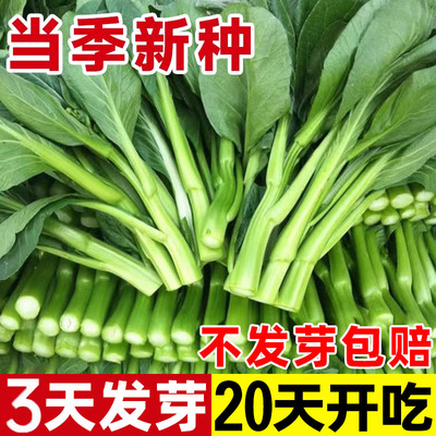 广东四九菜心种子季阳台植