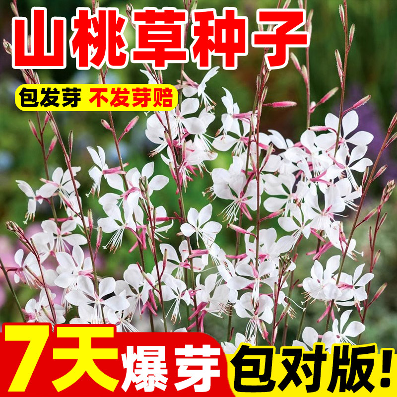 山桃草种子千鸟花种籽白蝶草阳台盆栽四季播种开花易活玉蝶花种籽