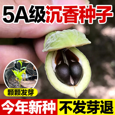 奇楠沉香树种子优质新种现摘现发