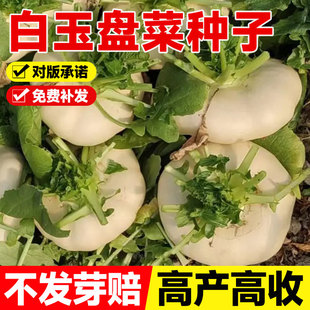 白玉盘菜种籽温州盘菜头可腌制大头菜芥菜种子农家秋冬季蔬菜种孑