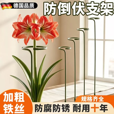 园艺支撑架防倒伏爬藤架朱顶红固