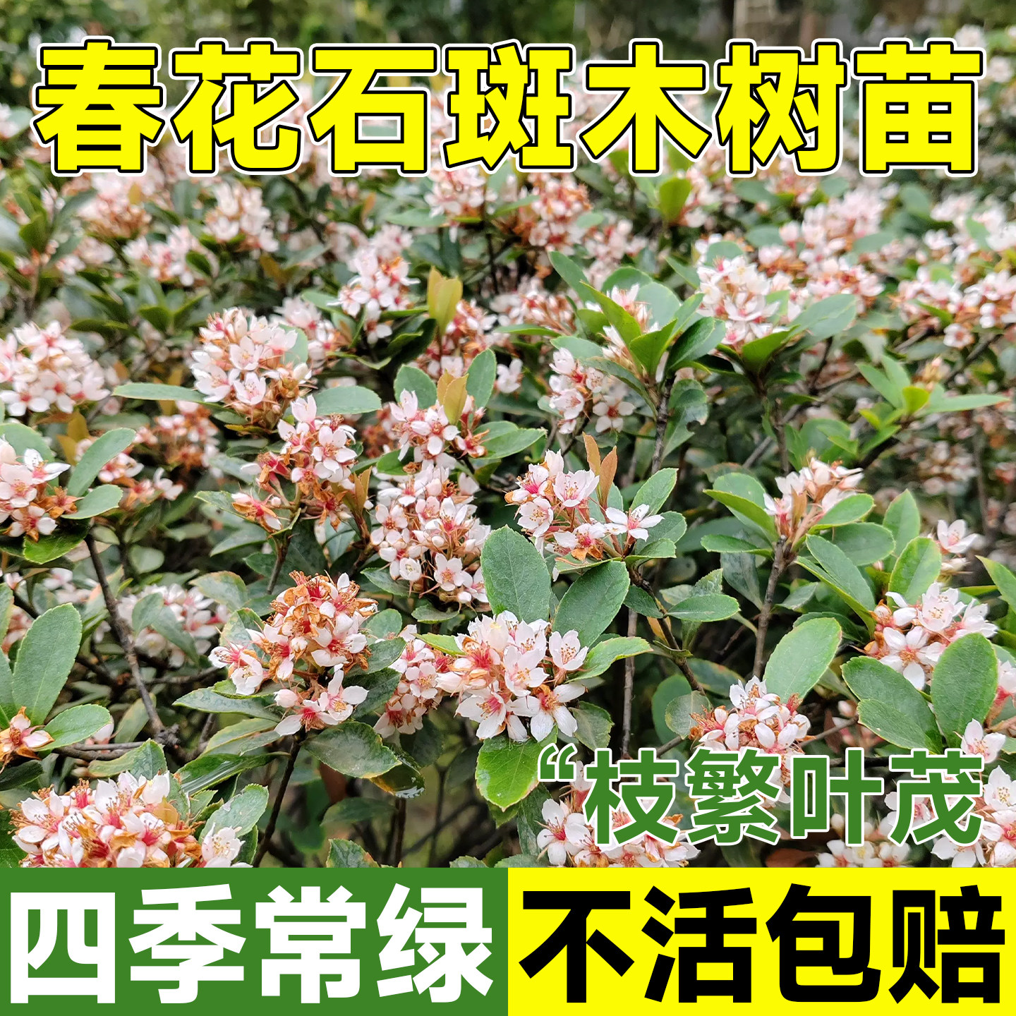 春花石斑木桌面阳台绿植盆景土培四季常青造型香味树苗茶室造景物