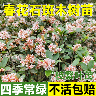 春花石斑木桌面阳台绿植盆景土培四季常青造型香味树苗茶室造景物