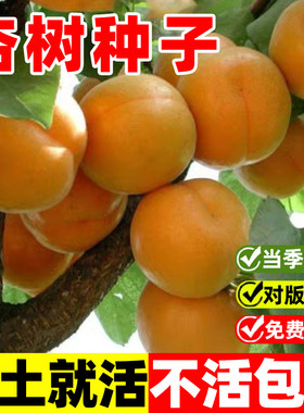 杏树种子庭院种植种子