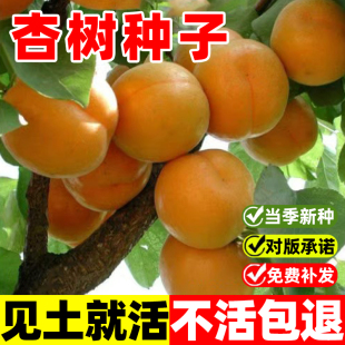 杏树种子果树种子家杏核种子杏子树种子可以嫁接各种优良杏树种籽