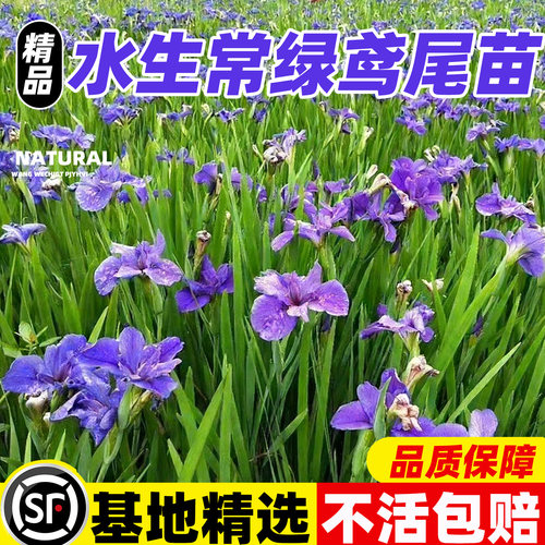 常绿水生鸢尾蓝花鸢尾花菖蒲常绿菖蒲耐寒水生植物四季常绿浮岛 - 封面