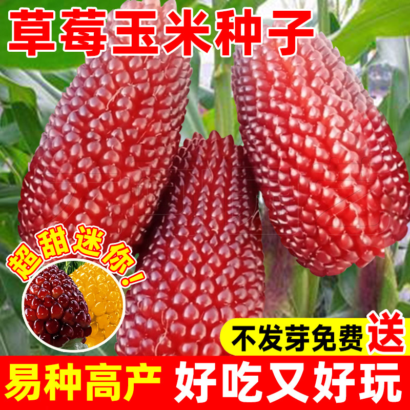 草莓玉米种籽文玩玉米种子四季种植菠萝水果新鲜老品种甜玉米棒子
