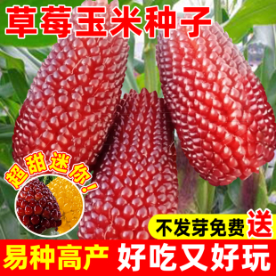 草莓玉米种籽文玩玉米种子四季种植菠萝水果新鲜老品种甜玉米棒子