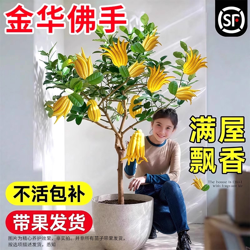 佛手柑树苗盆栽带果老桩金华佛手