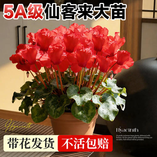 仙客来盆栽带花特大兔耳花年宵