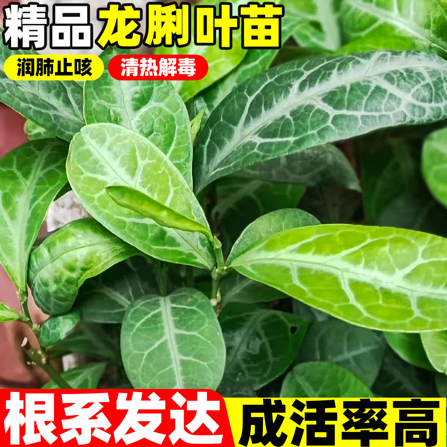龙脷叶种苗中草药苗龙舌