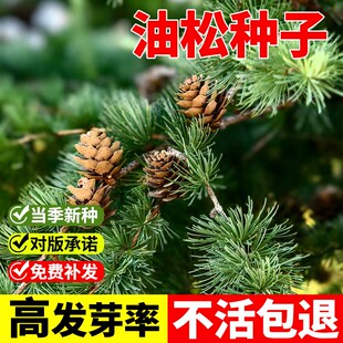 油松种子四季种林木树种松树种子短叶松短叶马尾松红皮松东北黑松